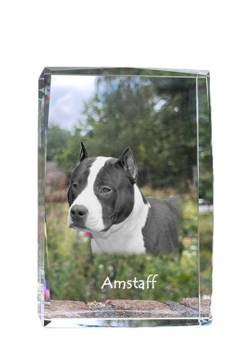 American staffordshire - american,