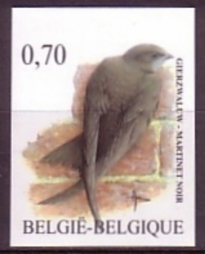 Belgique martinet noir - belgique**martinet,