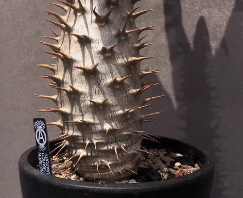 Raresucculent pachypodium - raresucculent,