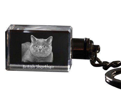 British shorthair porte - british,