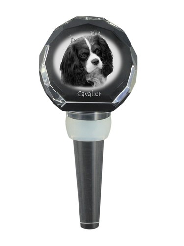 Cavalier king charles spaniel - king,
