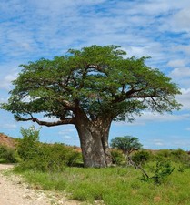 Adansonia digitata | Baobab |