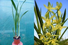 Grammatocymbidium Lovely