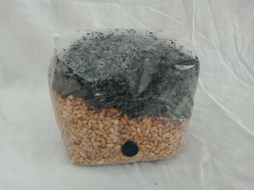 All one mushroom grow bag - all,