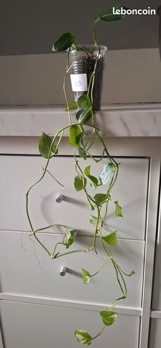 Monstera obliqua colombie