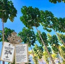 Paulownia Seeds/Graines Z07