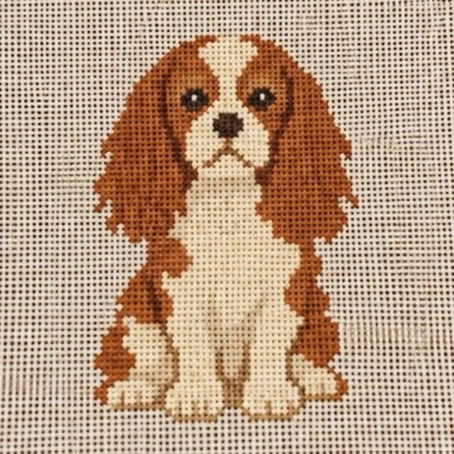 Cavalier king charles - king,