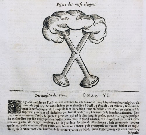 Ophtalmologie 1614 nerf - ophtalmologie,