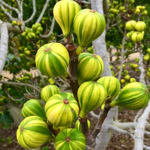 Ficus carica panaché - ficus, cv