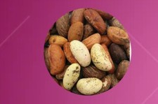 NOIX DE PETIT BITTA  COLA