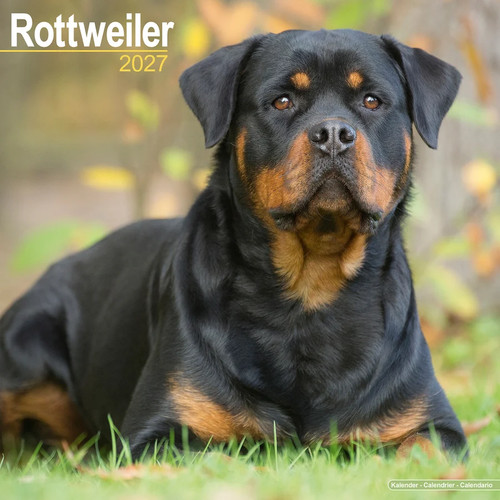 Calendrier 2027 rottweiler - calendrier,
