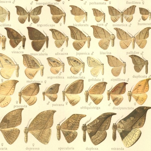 Adalbert seitz papillon - seitz,