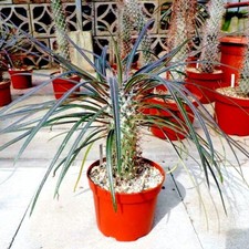 RARE (Pachypodium geayi)
