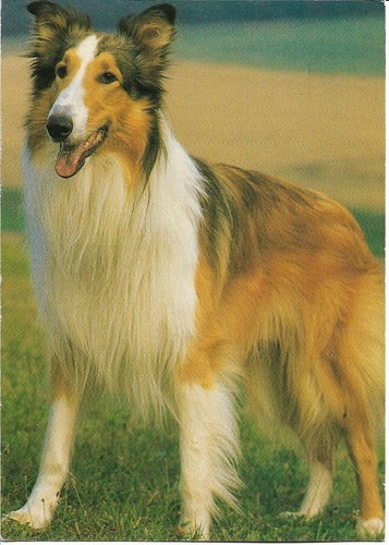 Chien colley - -,