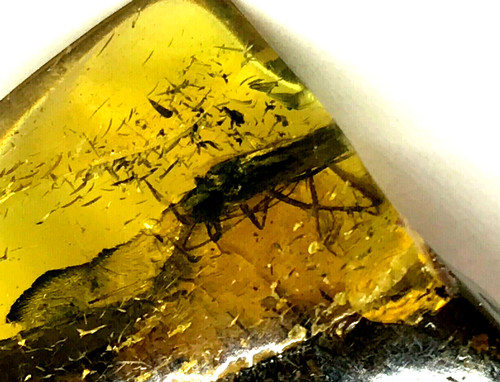 Pièce ambre avec inclusion - avec,