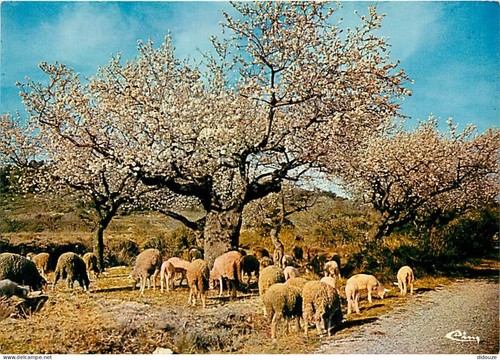 Carte postale animaux - carte,
