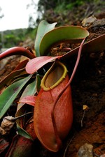 NEPENTHES MERRILLIANA - PLANTE