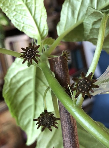 Dorstenia brownii fresh - brownii,