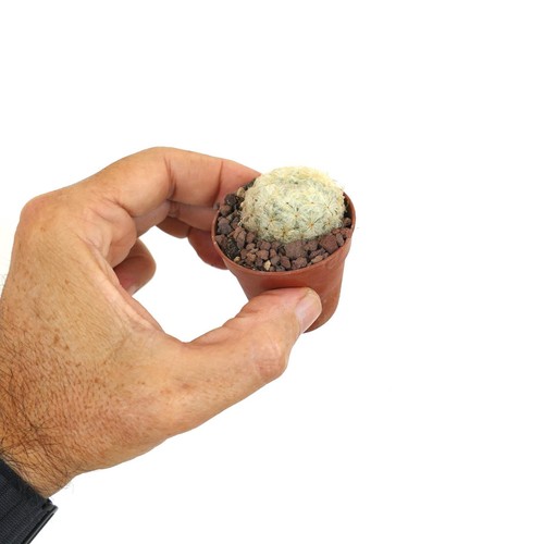 Mammillaria plumosa 351k - mammillaria,