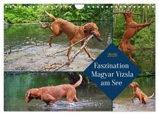 Fascination Vizsla hongrois