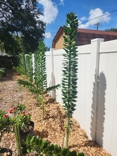5x GIANT Pereskiopsis. 5" Cuttings. Grows 15 '+ And Thicker than Soda Can. HUGE