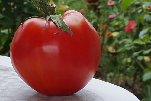 Graines tomate rare - 10,