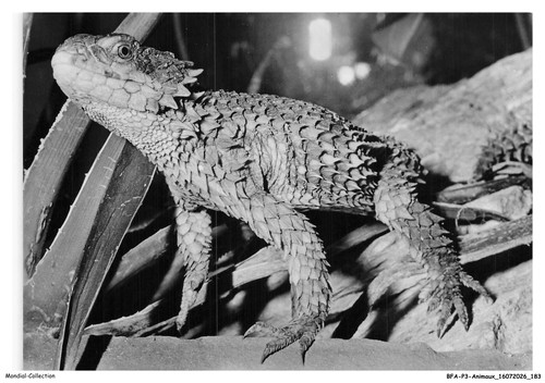 Bfap3 0243 animaux zonure - -,