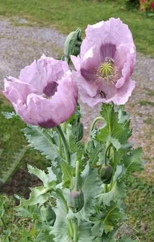 Pavots