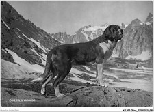 AILP7-0655 - CHIEN - le chien