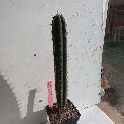 Cactus cierge neoraimondia - cactus,