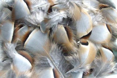 Plume perdrix rouge - plume,