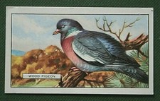 WOOD PIGEON   Vintage  1937  Illustrated  Bird Card  JE09M