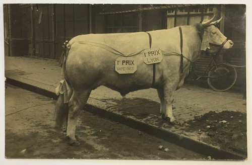 Cpa vichy vache concours - vache,