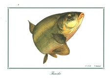 Antique Tank Fish Engraving C. Chambon 01248