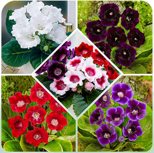 Bulbes gloxinia rustiques - bulbes,