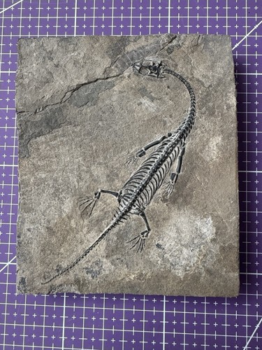Reptile marin fossil - reptile, de