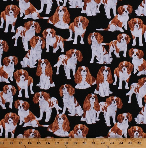 Cotton dogs cavalier - dogs, king