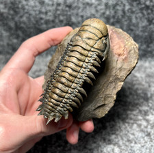 Trilobite Crotalocephalina (Crotalocephalus) Fossil - Ofaten, Morocco