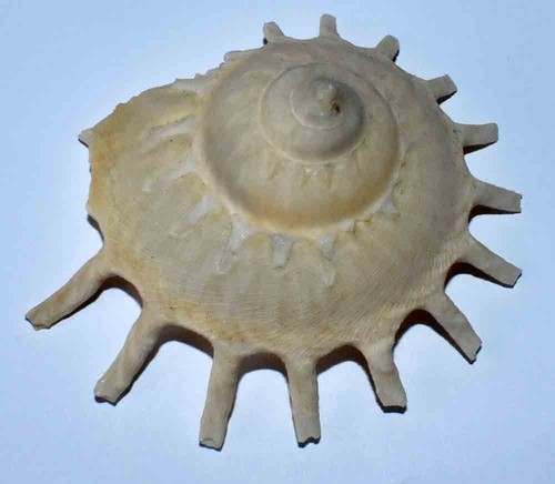 Sea shell coquillages - -,