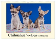 Chiots chihuahua et amis
