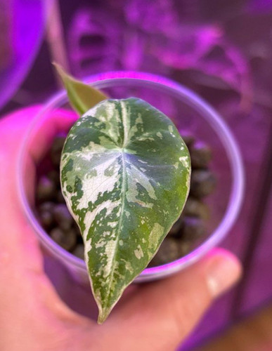 Alocasia variegata black - variegata,