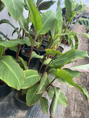 Canna musifolia à feuilles - canna,