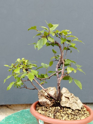 Bonsaï carpin blanc - , 36