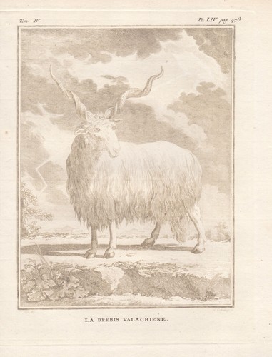 Bock walachei mouton moutons - walachei,
