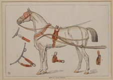 Cheval En Attelage Simple