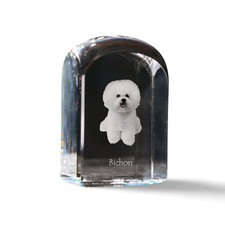 Bichon Frisé, Bichon Boucle