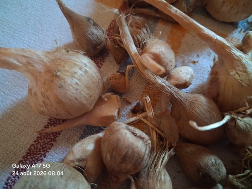 Bulbes safran crocus - de,