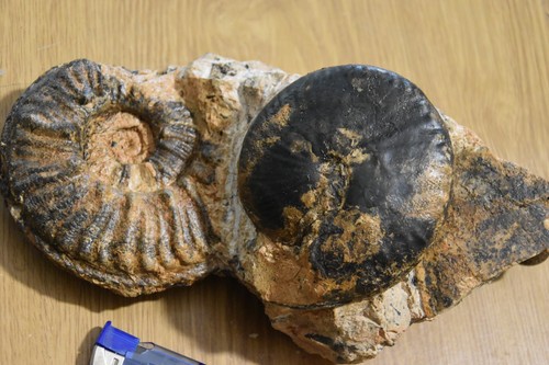 Grand bloc avec ammonites - avec, 3