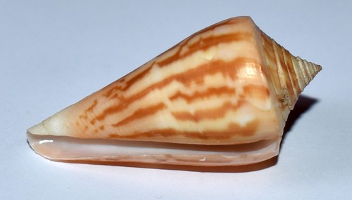 Coquillages conidae conus - -,