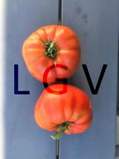 20 Graines de Tomates Marmande